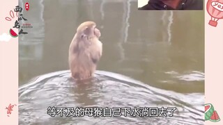 Hongshan Zoo: Animals spontaneously perform. How popular is a zoo without animal performances?