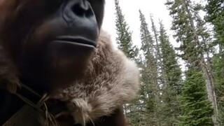 BiggieFoot Found the Missing Annabelle Doll #fyp #foryoupage #bigfoot #vlogger#annabelle #missing #a
