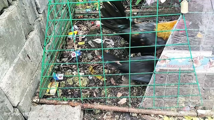 Devil Hatch Hennie Line 🐓