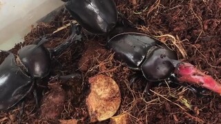 [Kamen Rider Kabuto] Steel Fighter suppressed Kabuto for the first time! (Doghead saved his life)