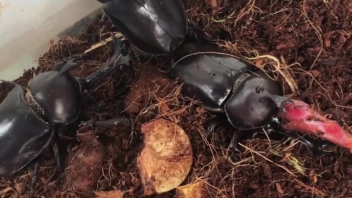 [Kamen Rider Kabuto] Steel Fighter suppressed Kabuto for the first time! (Doghead saved his life)
