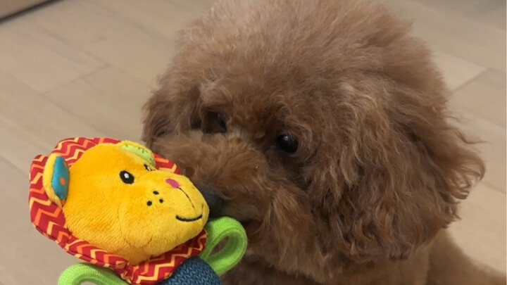Do dogs like the new and hate the old?