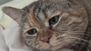 Just spend my cat life in my mom's arms