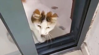 Kucing tidak punya hati nurani? Begitu seekor kucing memiliki hati nurani, Anda tidak mampu membeli 