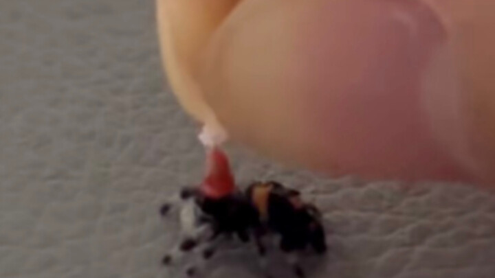 Làm một chiếc mũ Giáng sinh cho chú nhện nhảy nhỏ của bạn