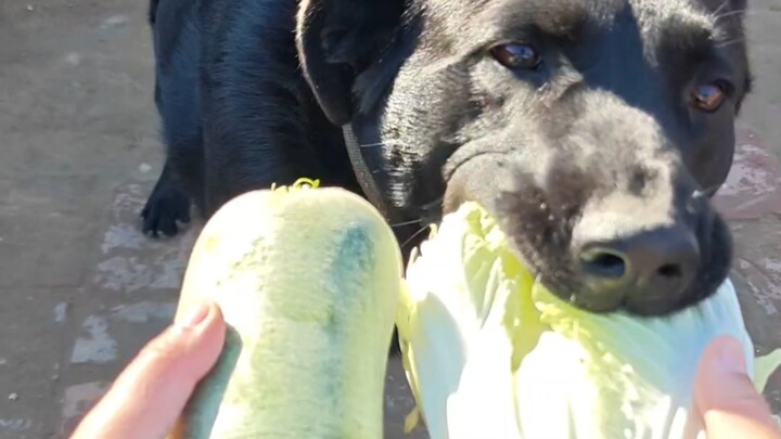 ทางเลือกของผมสีดำ