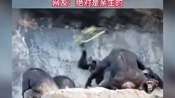 حصل الشمبانزي الصغير أخيرًا على طفولة مثالية.