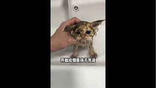 A hilarious diary documenting the cat baby's bath after being pooped on by mom!