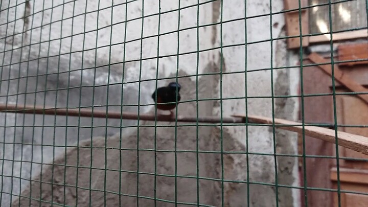 Pejantan Murai Gaya Nyangkul