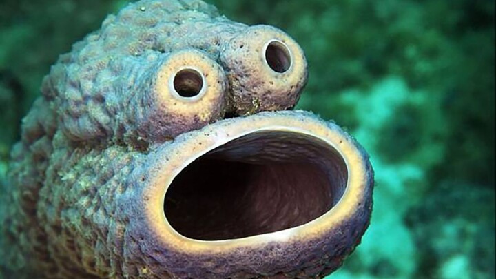 Sponges are not babies, and crabs are not bosses. Have you ever seen a real sponge animal?
