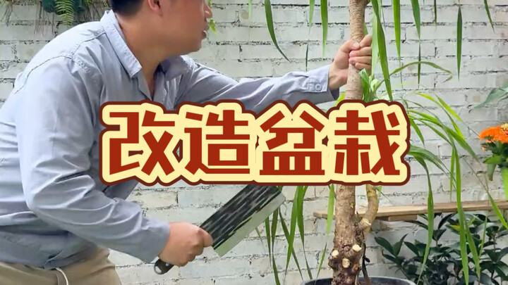 #ต้นหนวดมังกร #กล้วยไม้สุภาพบุรุษ #เฟื่องฟ้า #ไม้อวบน้ำ  อยากให้กระถางต้นไม้ดูสวยขึ้น คุณกล้าทำตามฉั