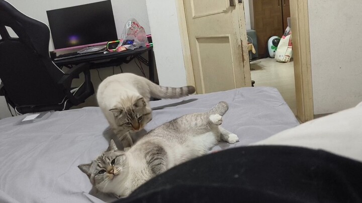 Benda ini jelas ikut sama tuannya...