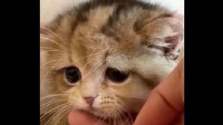 琪亚娜的弔图（猫猫版）