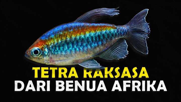 ALASAN MENGAPA KALIAN HARUS COBA MEMELIHARA CONGO TETRA
