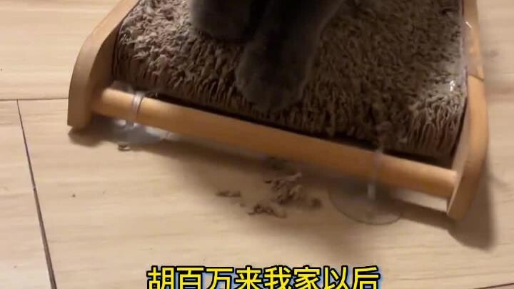 你见过比这还大的猫爪板吗