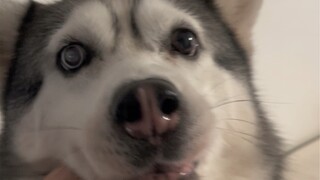 All the cat food went to the dog