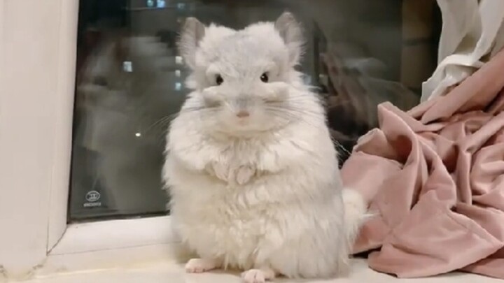 รวมพฤติกรรมชวนงงของหนูแฮมสเตอร์ในชีวิตจริง