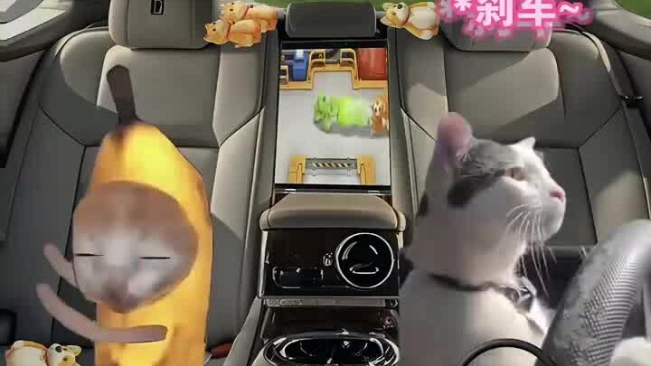 Đi taxi làm cháy ba chiếc thẻ, tán gia bại sản cũng không hề trả giá (meme mèo được chuyển ngữ từ câ