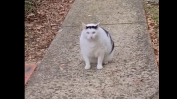 After the rain, out for a workout—huh, the cat’s so happy it’s flying!