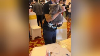 Anh mèo lợn của bạn mình tham gia WCF international catshow 19.6.2022 tại SG britishshorthair anhlongngan