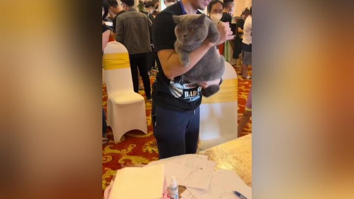 Anh mèo lợn của bạn mình tham gia WCF international catshow 19.6.2022 tại SG britishshorthair anhlo