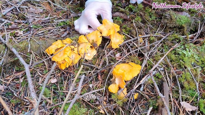 เก็บเห็ดมันปูเหลือง | Picking Wild Mushrooms In Norway 2020 | Chanterelle
