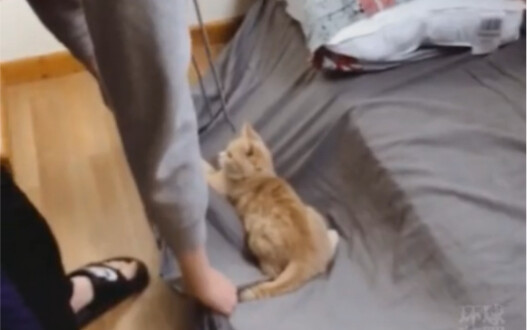 Wuhu~ Tôi cũng muốn chơi!