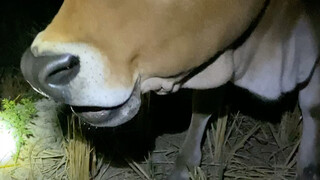 I have a pet cow named Dayan, who is two years and five months old.