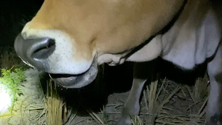 I have a pet cow named Dayan, who is two years and five months old.