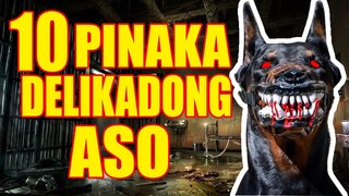 10 Sampung pinaka delikadong aso sa buong mundo