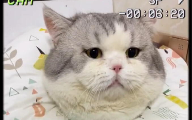 This is probably the most timid and sly cat on the whole internet—aka: a real “cat vegetable” addict