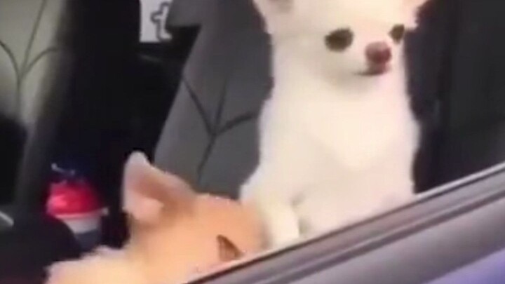 Hoài Dân cũng chưa ngủ.