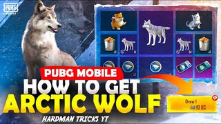 HOW TO GET ARCTIC WOLF IN PUBG MOBILE | ARCTIC WOLF NEW COMPANION | HOLA BUDY NEW SPIN