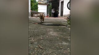 Thả tim cho 2 e đi ạ yeucho yeuchomeo cún cúncon chó chómèo chócon chó_cưng chókhôn yeuchomeo cưng chócute pet dog dogsoftiktok doggo