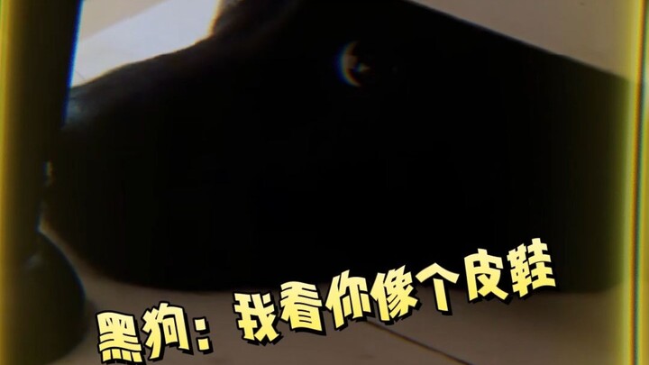 Chó đen: Ồ, tôi là đôi giày da đen.