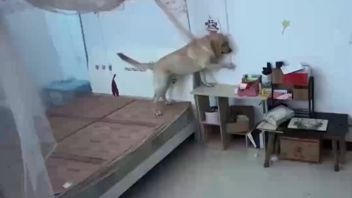 你是说，一只狗自己进门把门关上，然后打开风扇，上床把凉席铺好，然后关灯拉上床帘睡觉？
