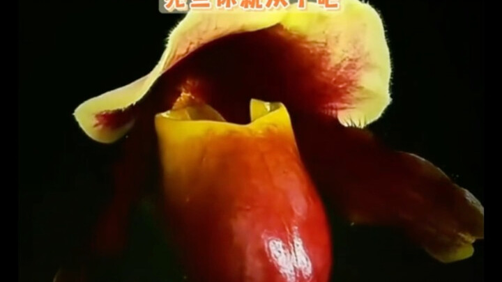 Ai mà không muốn mua một chậu lan Paphiopedilum tên “Hạt lạc chiên cháy” đội mũ vàng cơ chứ?