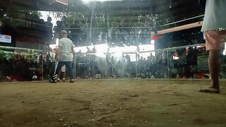 bulik vs gold                 konam backyard