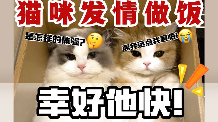 Mèo lên cơn động dục mà còn vào bếp? May quá nó nhanh thật! Dưới 18 tuổi không được xem!