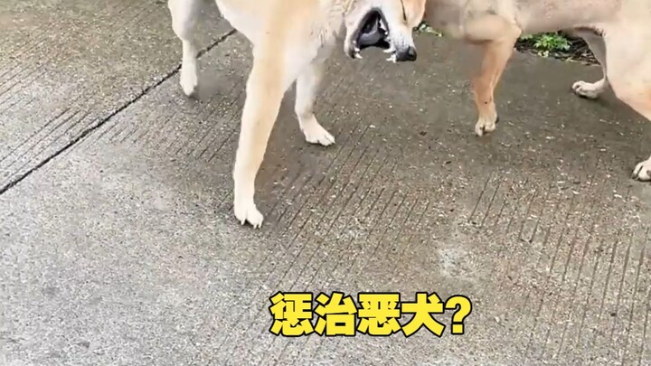 คราวนี้หมาทั้งหมู่บ้านก็เรียบร้อยหมดเลย!