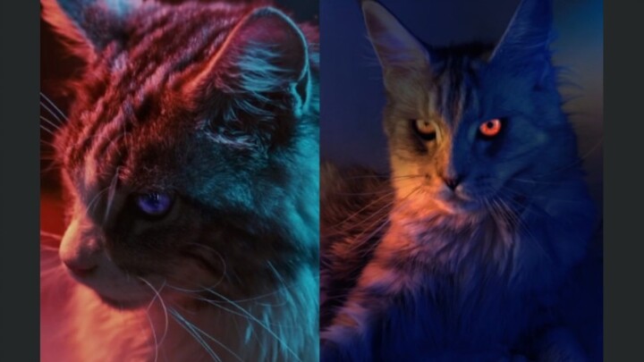 I was actually smitten by a cat