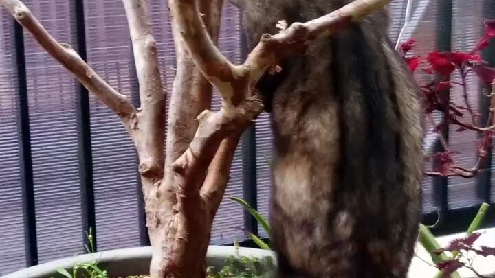 seekor anak musang gemuk sedang bermain!