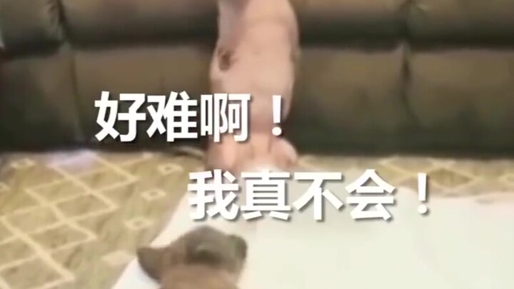 So touching—no front legs, but we still have our back legs!