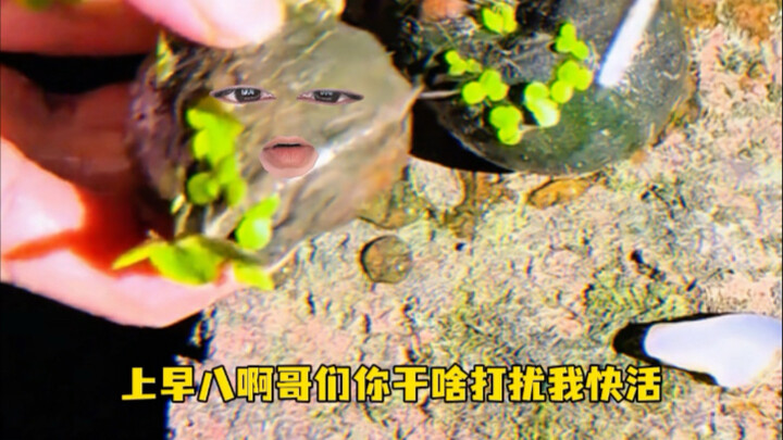 没公河偶遇爱心绝螺