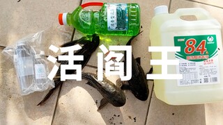 实验视频，清道夫吃福寿螺卵？84消毒一下？花露水泡澡？代理放生清道夫！