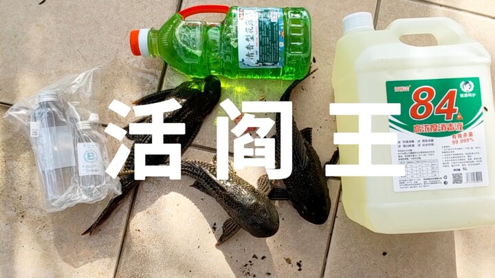 فيديو تجريبي: هل يأكل الزبال بيض حلزون فوشو؟ تعقيم بـ 84؟ حمام بماء العطر؟ وكيل يطلق سراح الزبال!