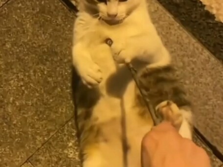 Cat Brother, don’t go!