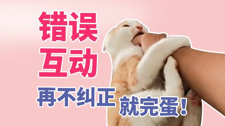 If You Don’t Fix This Now, It’s Over! Kittens Are Interacting the Wrong Way—And It’s Serious!