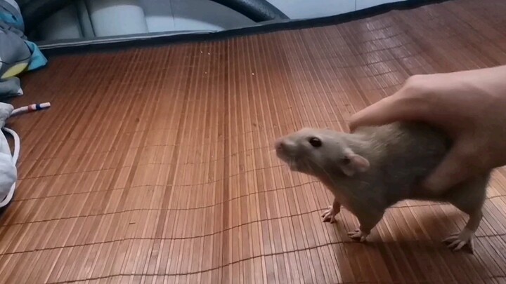 Why My Fancy Rat Can't Squeak Nicely as Others