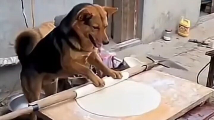 Nice doggie